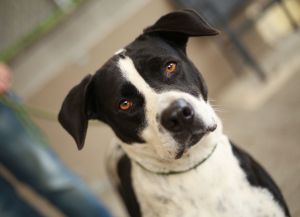 Meet Wednesday If you are looking for a calm buddy consider this sweet 3yr old labpointer mix Sh