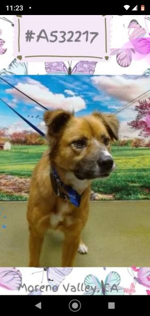 Meet Rufus Rufus is the cutest boy Rufus is shy and needs to be out of the kennel Please give