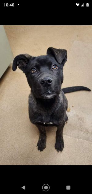 Meet Rudy Rudy is an energetic friendly guy He will greet you at the door with enthusiastic tail