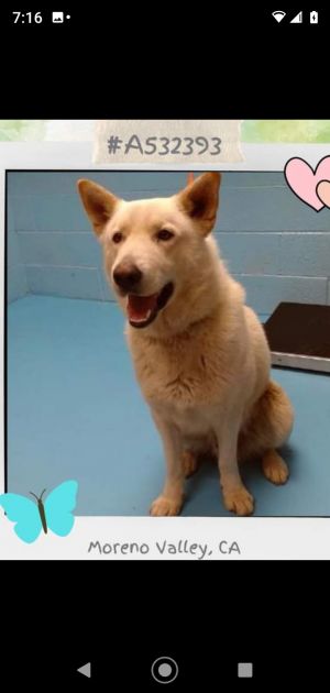 Meet Magic Magic is a swiss shepherd husky mix He is a sweet playful pup who is very chill Magi