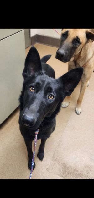 Meet Sia Sia is a gorgeous 2-year-old black shep Ozzie is a handsome 1-year-old shep who may be b