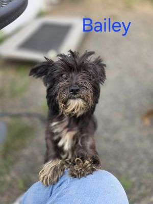 Bailey Cairn Terrier Dog