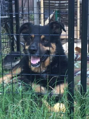 Ace-FOSTER NEEDED German Shepherd Dog Dog