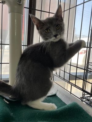 Sodapop, Young Female unknown