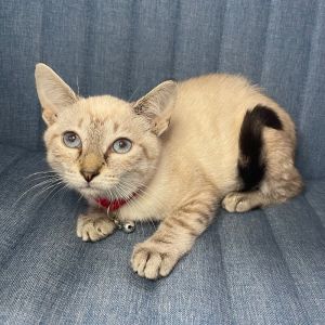 Mocha, Young Female unknown