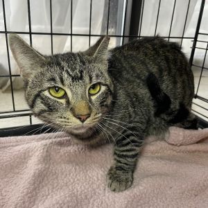 Louie, Adult Male unknown