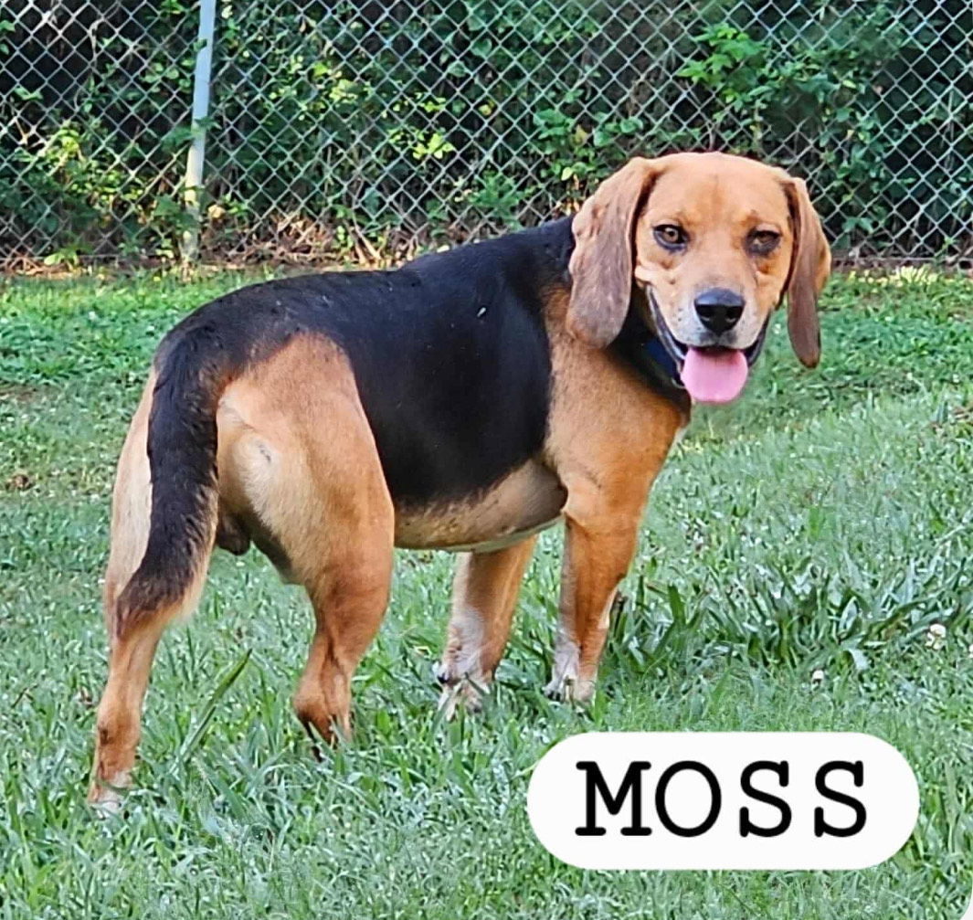 MOSS