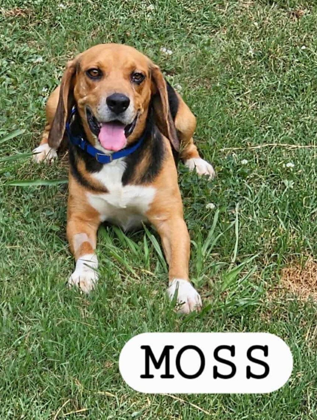 MOSS