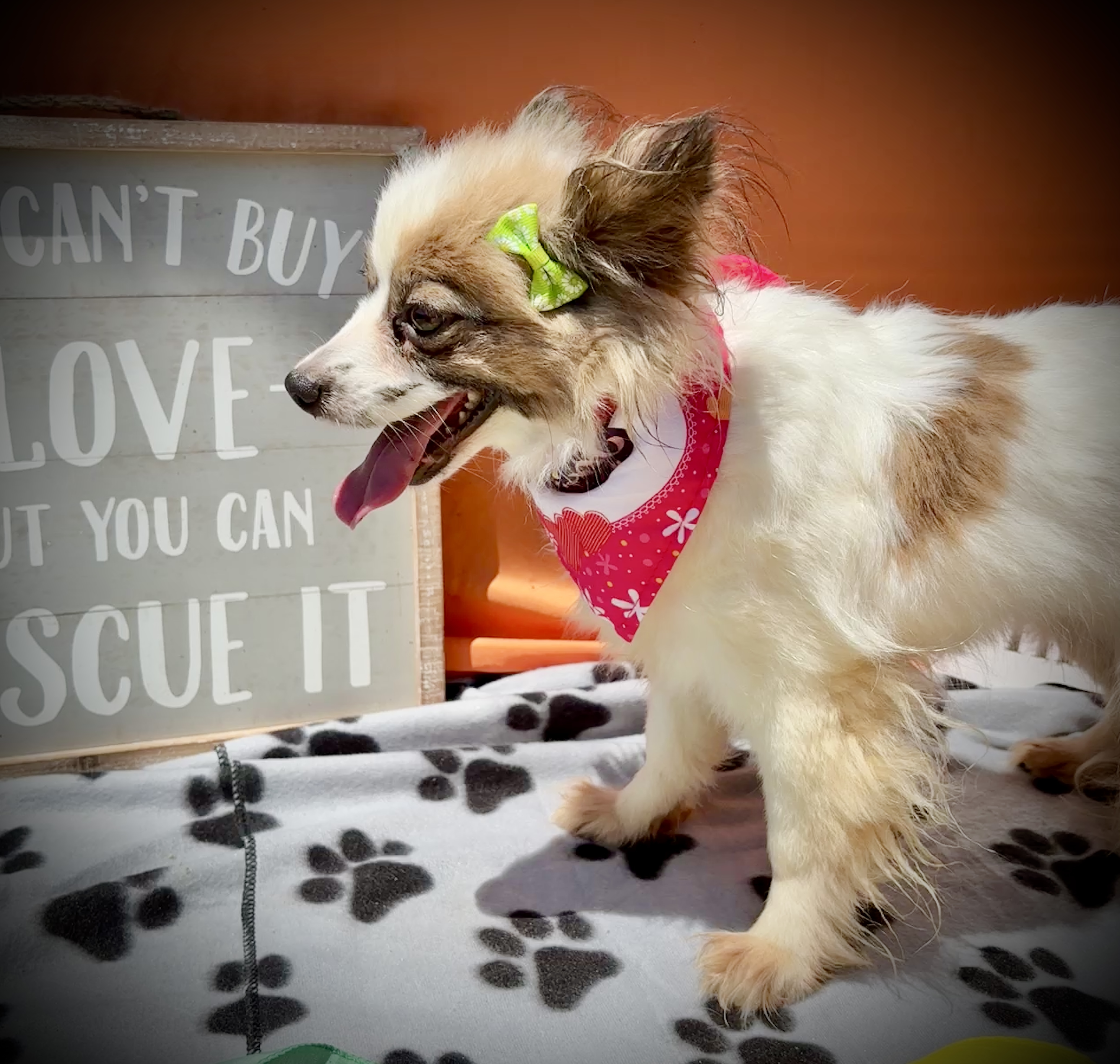 Trixie, an adoptable Papillon in Peebles, OH, 45660 | Photo Image 1