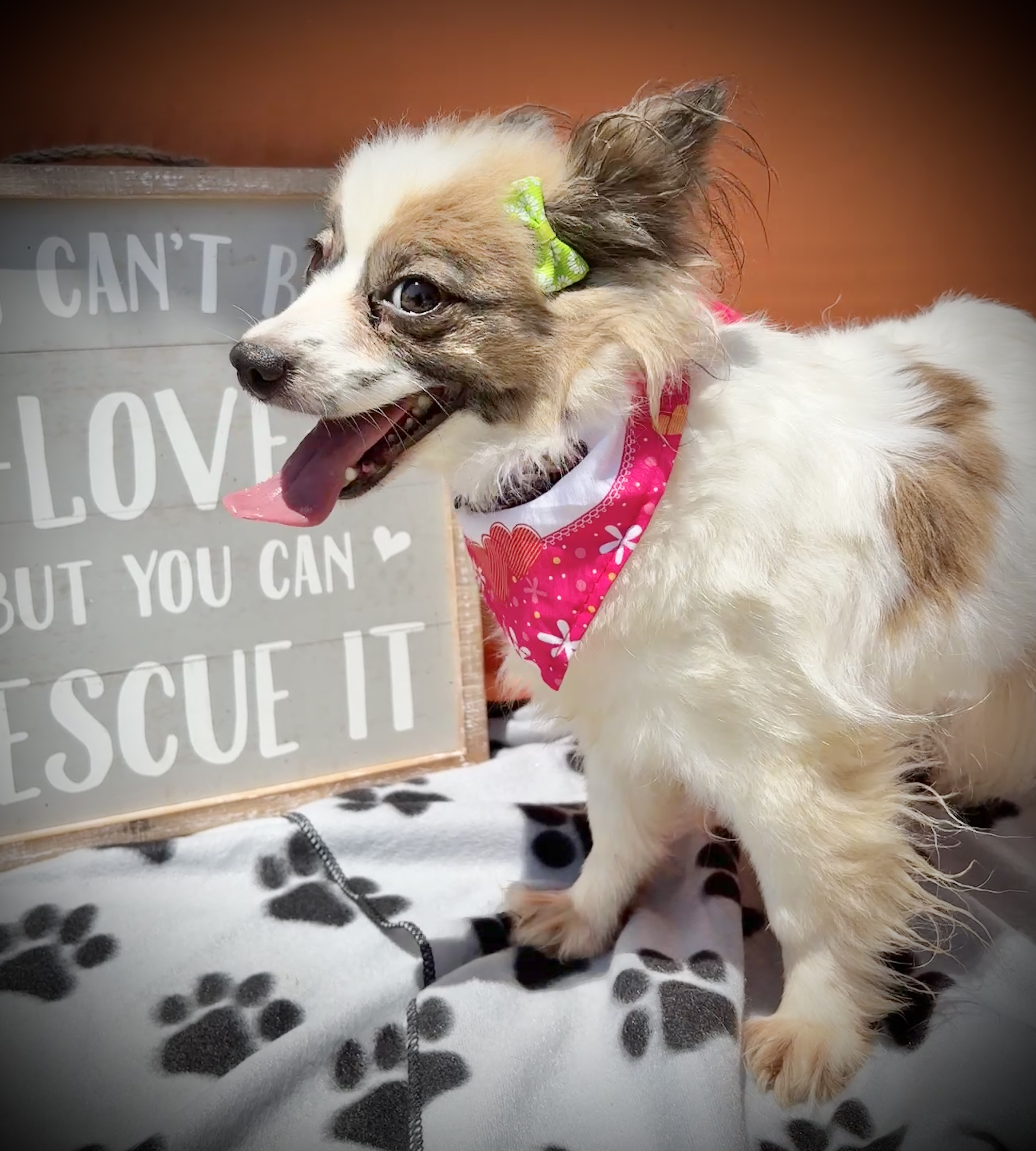 Trixie, an adoptable Papillon in Peebles, OH, 45660 | Photo Image 2