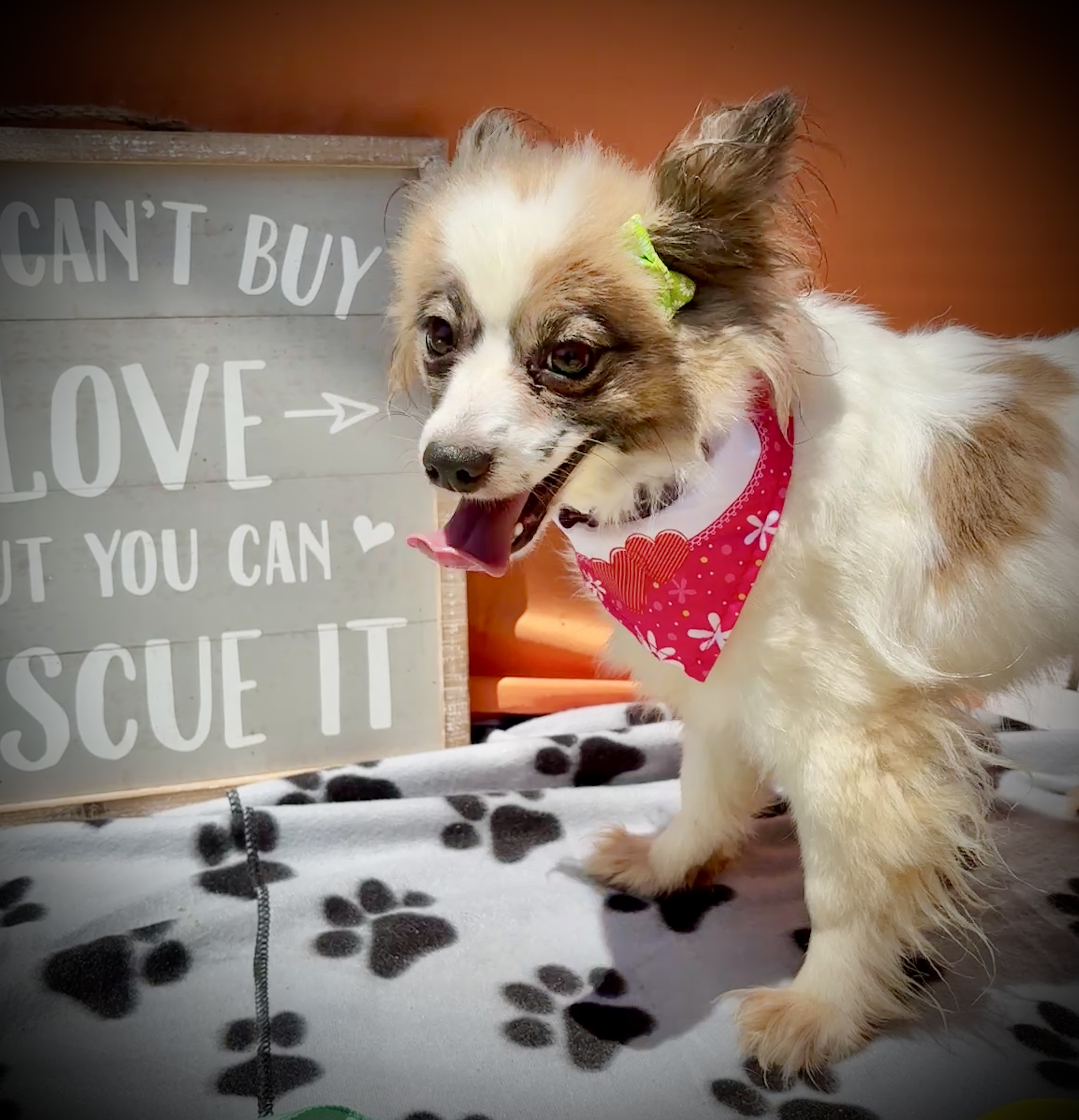 Trixie, an adoptable Papillon in Peebles, OH, 45660 | Photo Image 3
