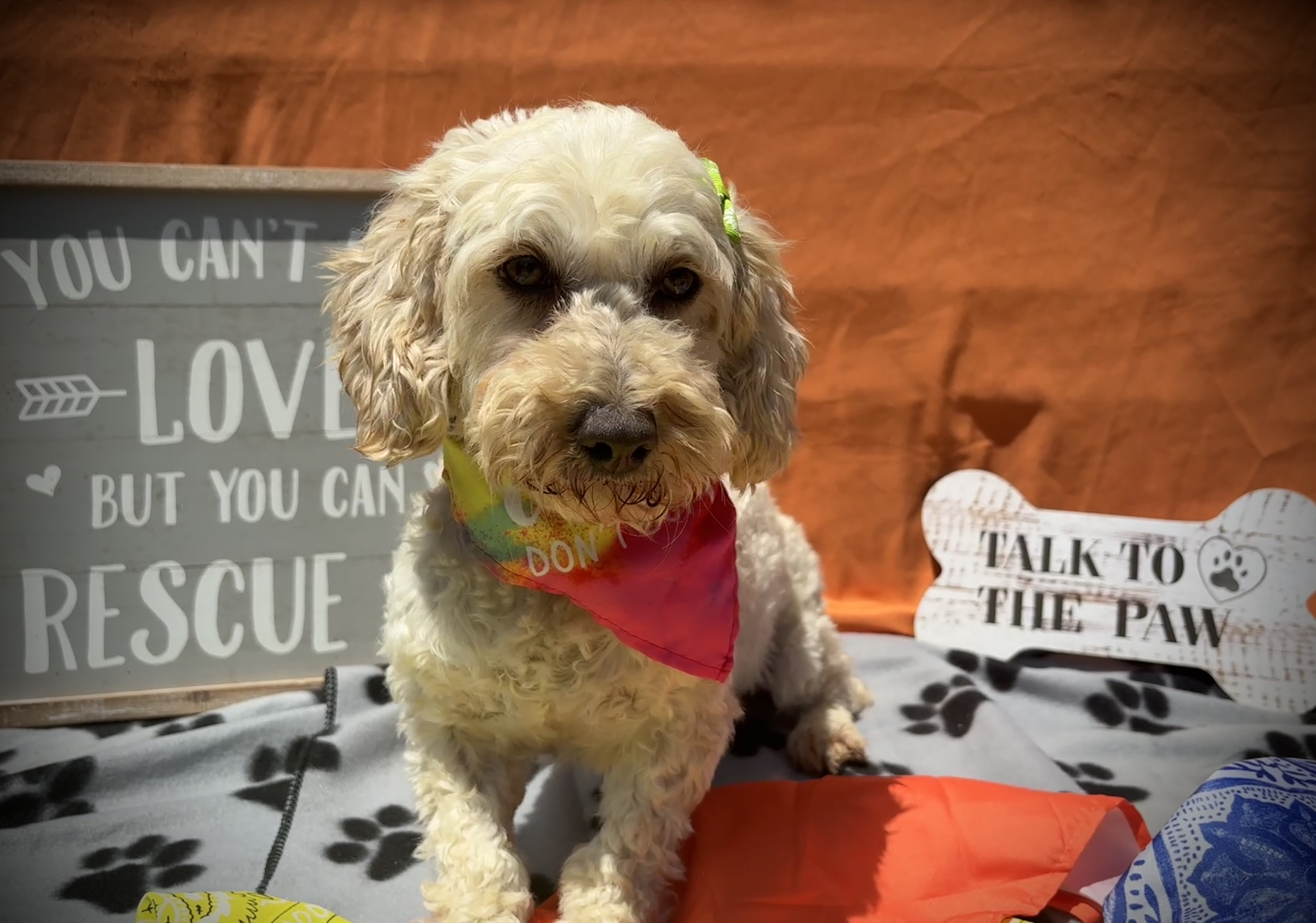 Daisy, an adoptable Cockapoo in Peebles, OH, 45660 | Photo Image 1