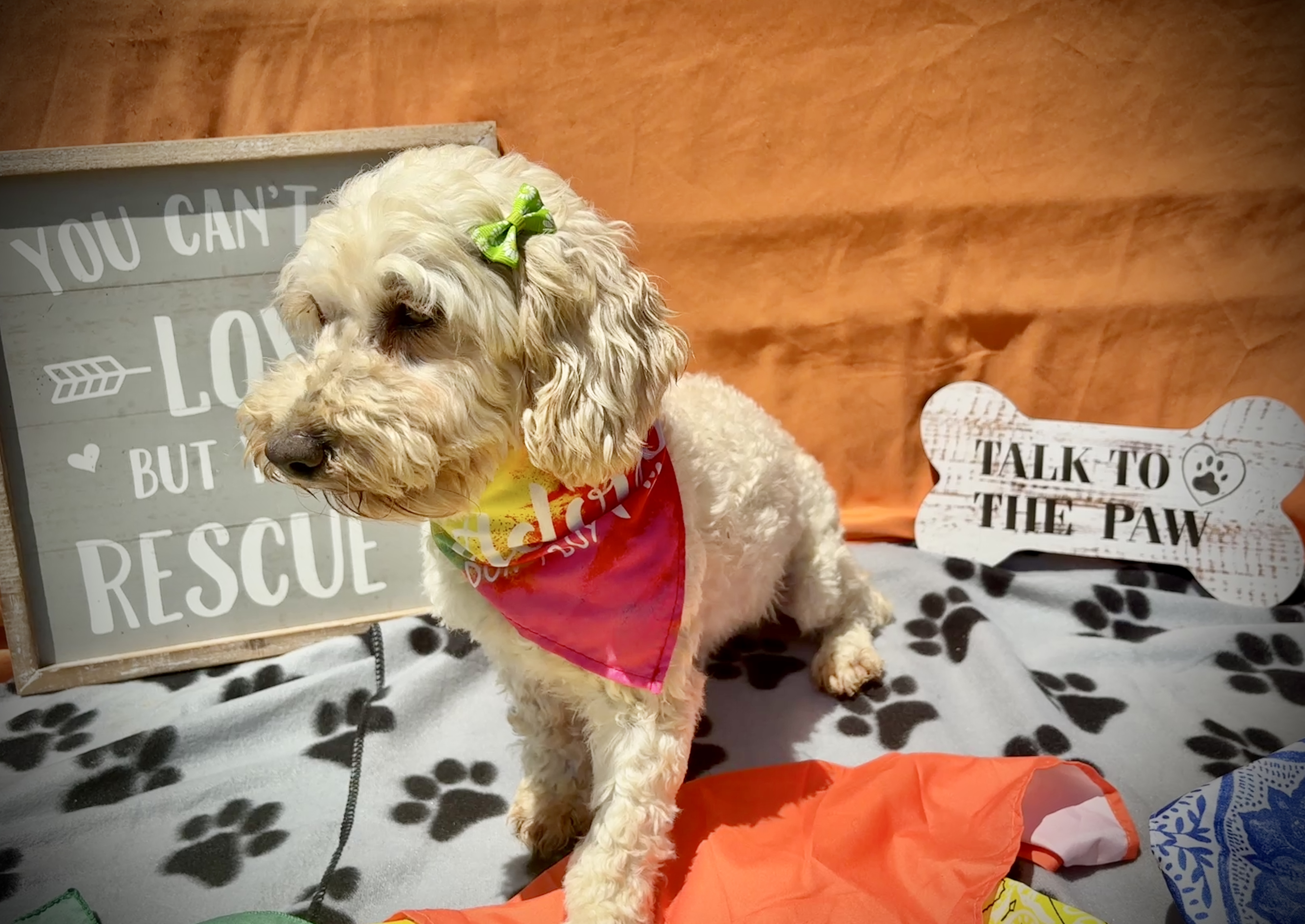 Daisy, an adoptable Cockapoo in Peebles, OH, 45660 | Photo Image 2
