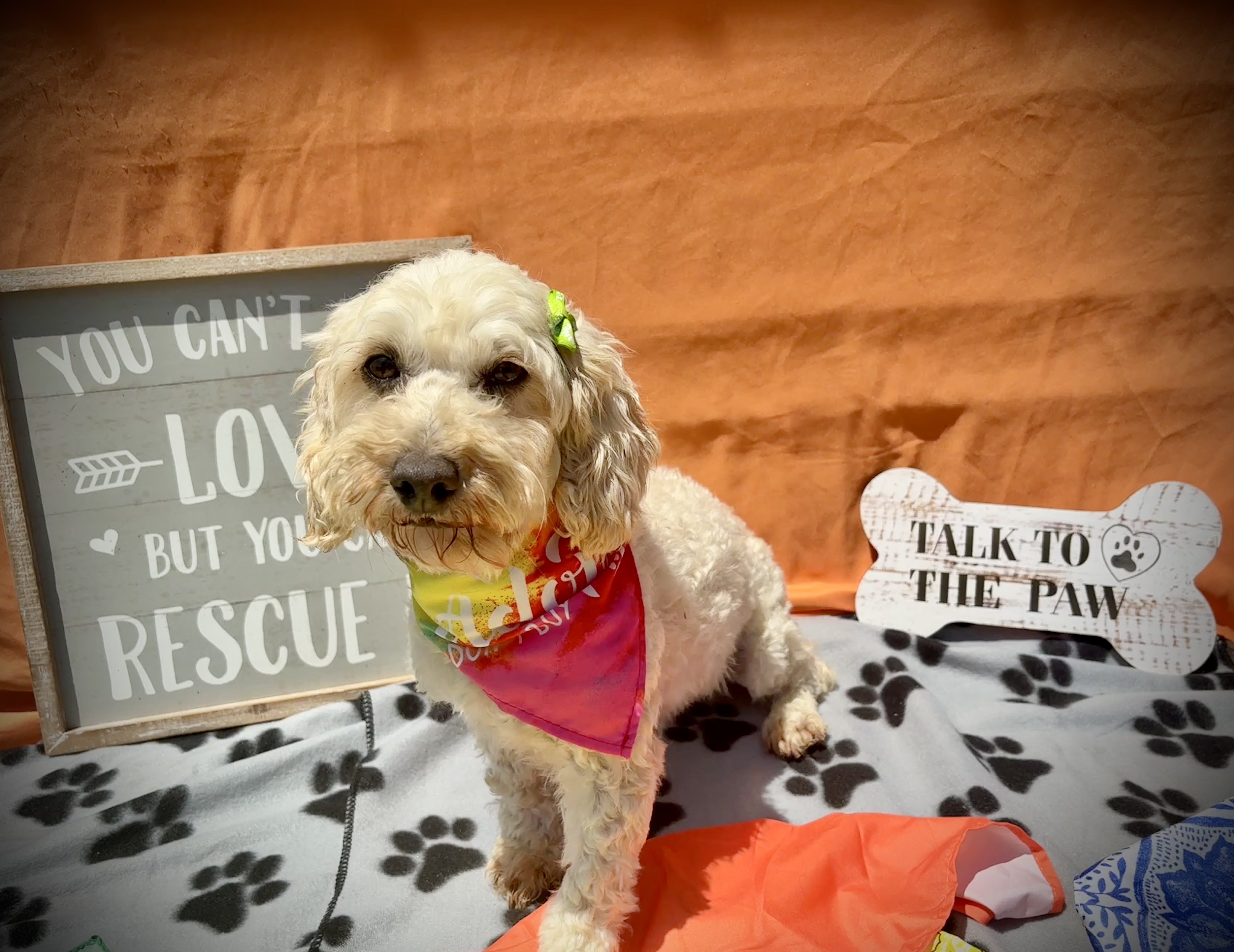 Daisy, an adoptable Cockapoo in Peebles, OH, 45660 | Photo Image 3