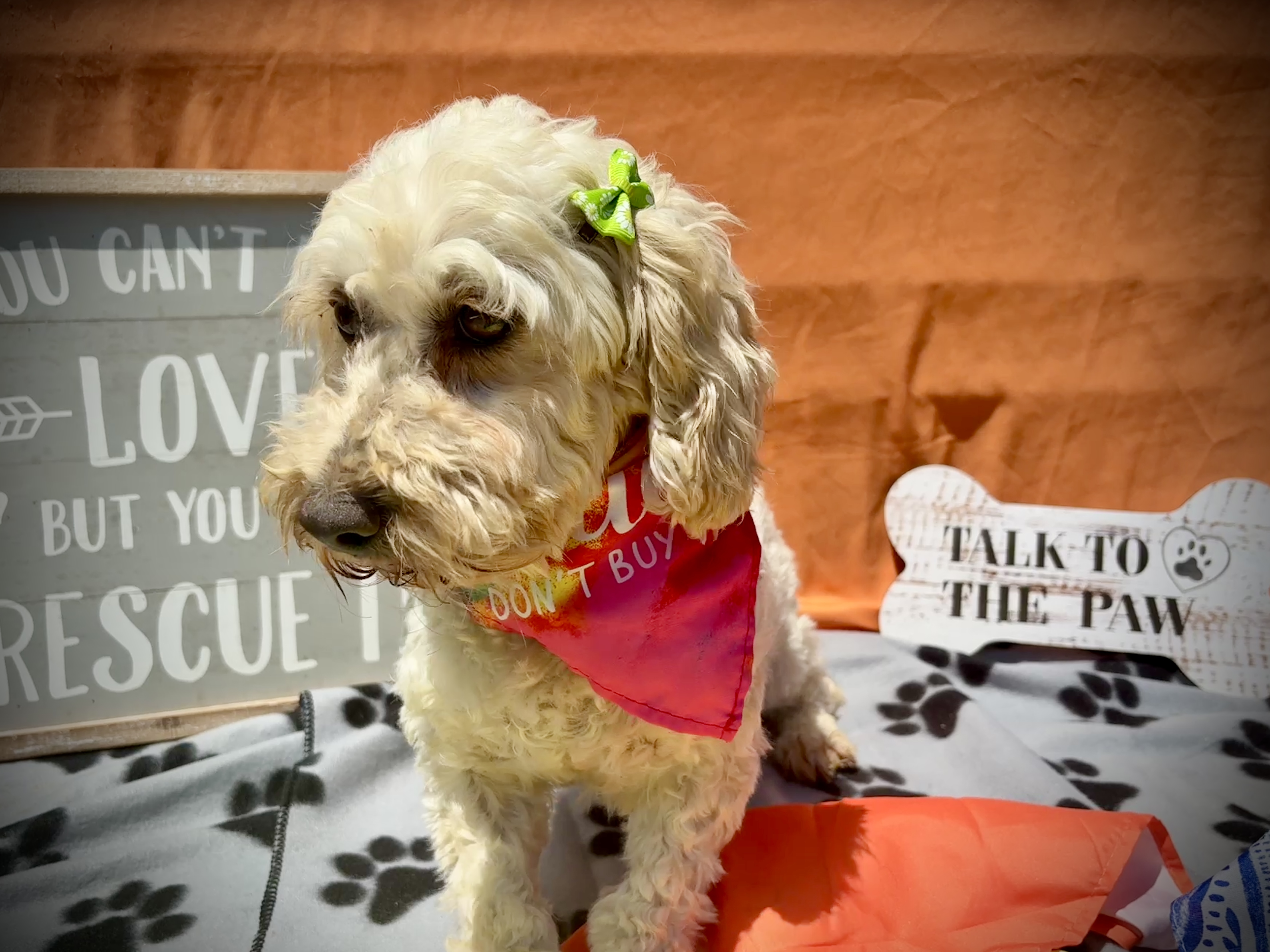 Daisy, an adoptable Cockapoo in Peebles, OH, 45660 | Photo Image 4