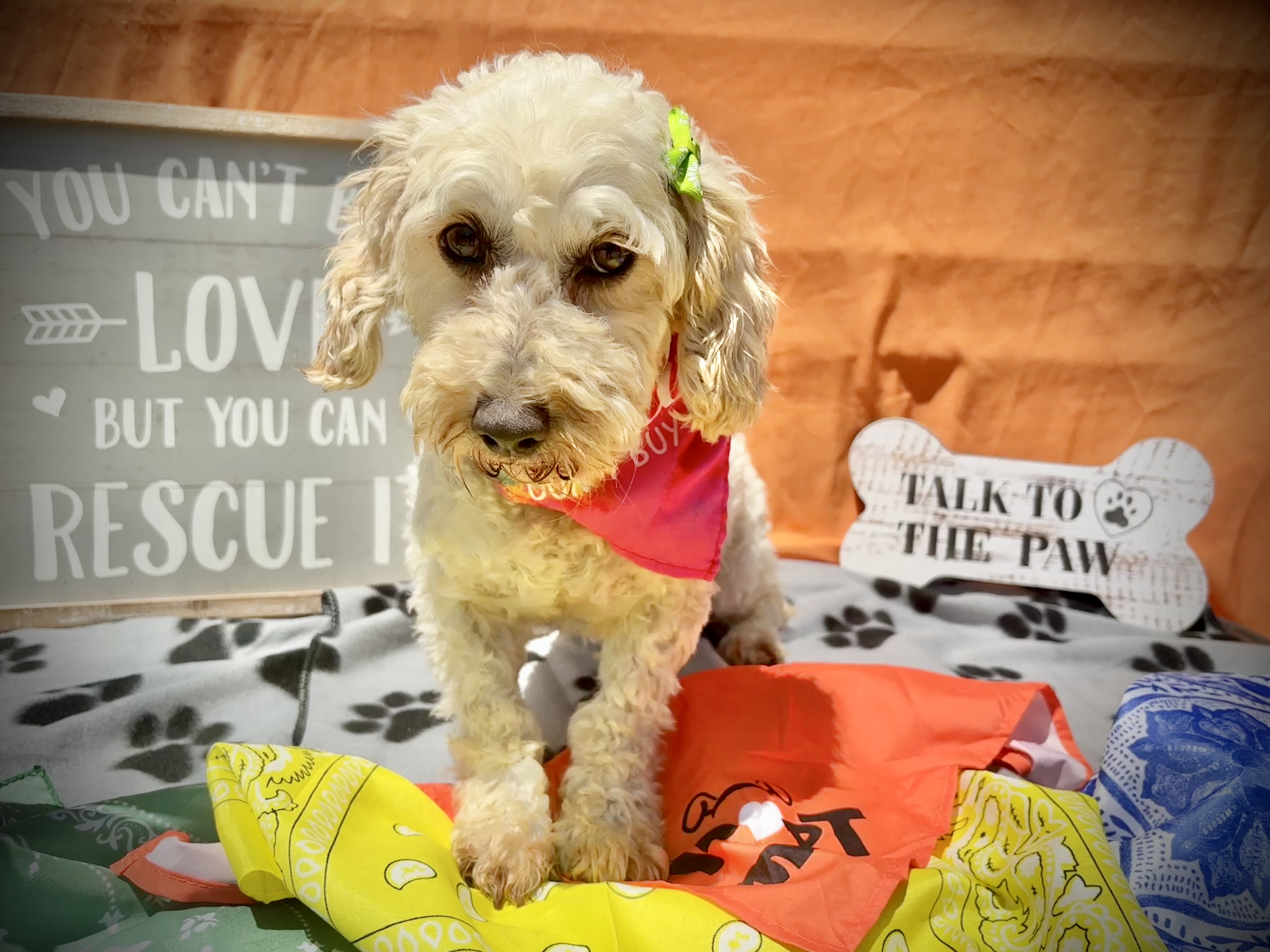 Daisy, an adoptable Cockapoo in Peebles, OH, 45660 | Photo Image 5