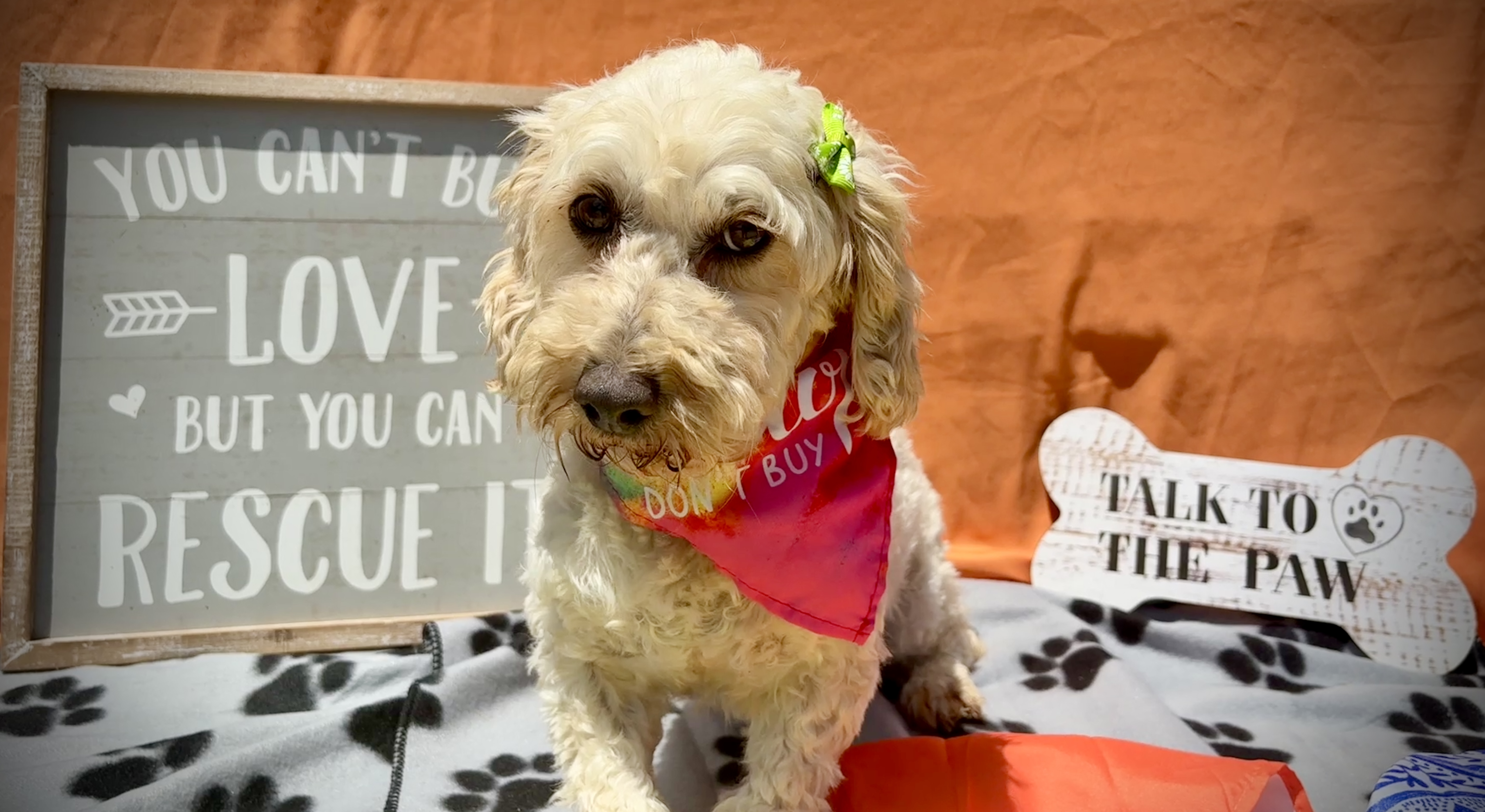Daisy, an adoptable Cockapoo in Peebles, OH, 45660 | Photo Image 6