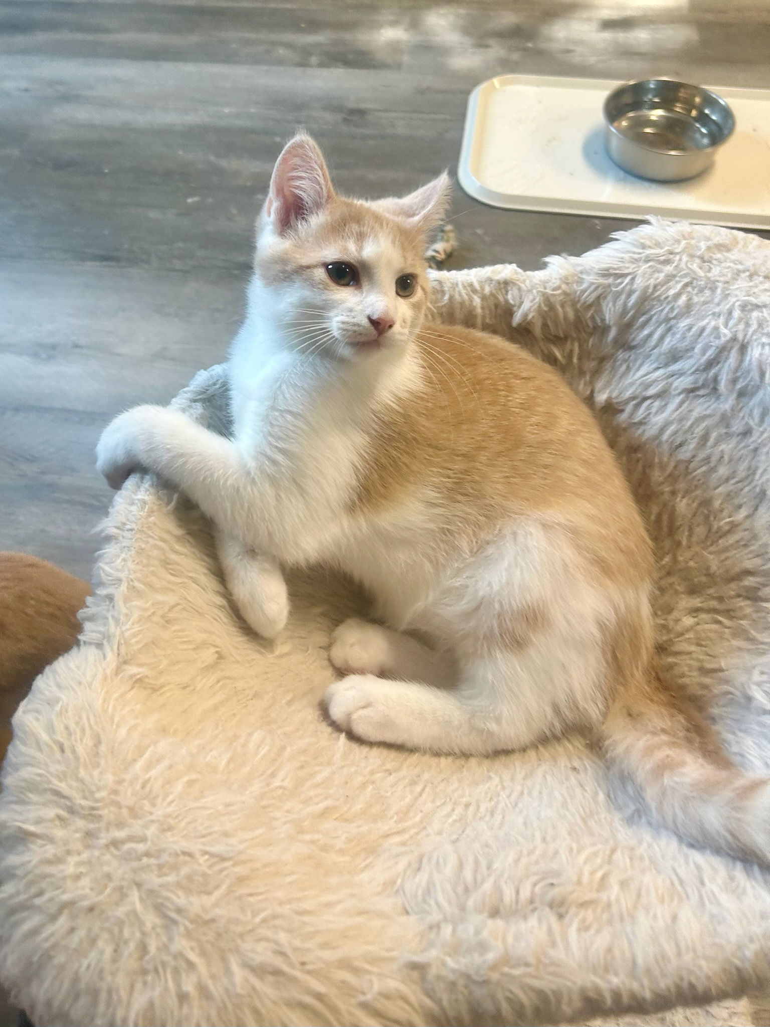 Gio
