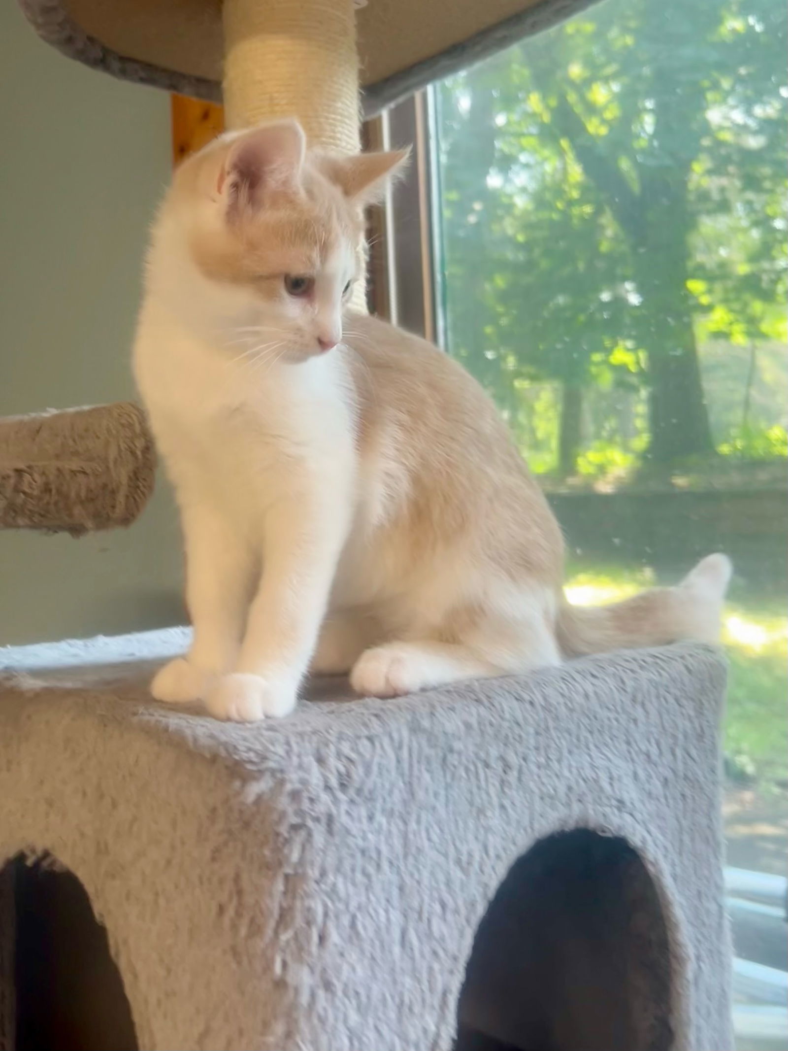 Gio