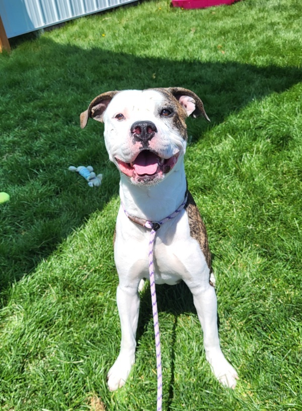 August 44808, an adoptable American Bulldog, Pit Bull Terrier in Pocatello, ID, 83205 | Photo Image 1