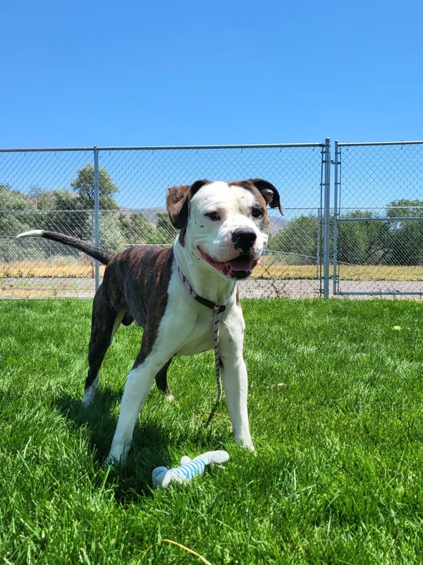 August 44808, an adoptable American Bulldog, Pit Bull Terrier in Pocatello, ID, 83205 | Photo Image 2
