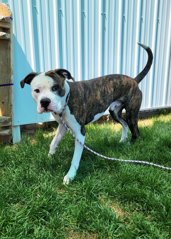 August 44808, an adoptable American Bulldog, Pit Bull Terrier in Pocatello, ID, 83205 | Photo Image 3
