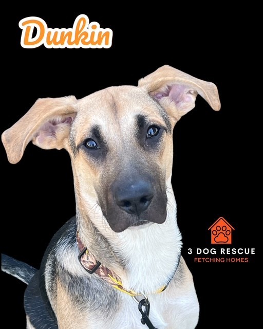 Dunkin