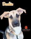 Dunkin photo 1
