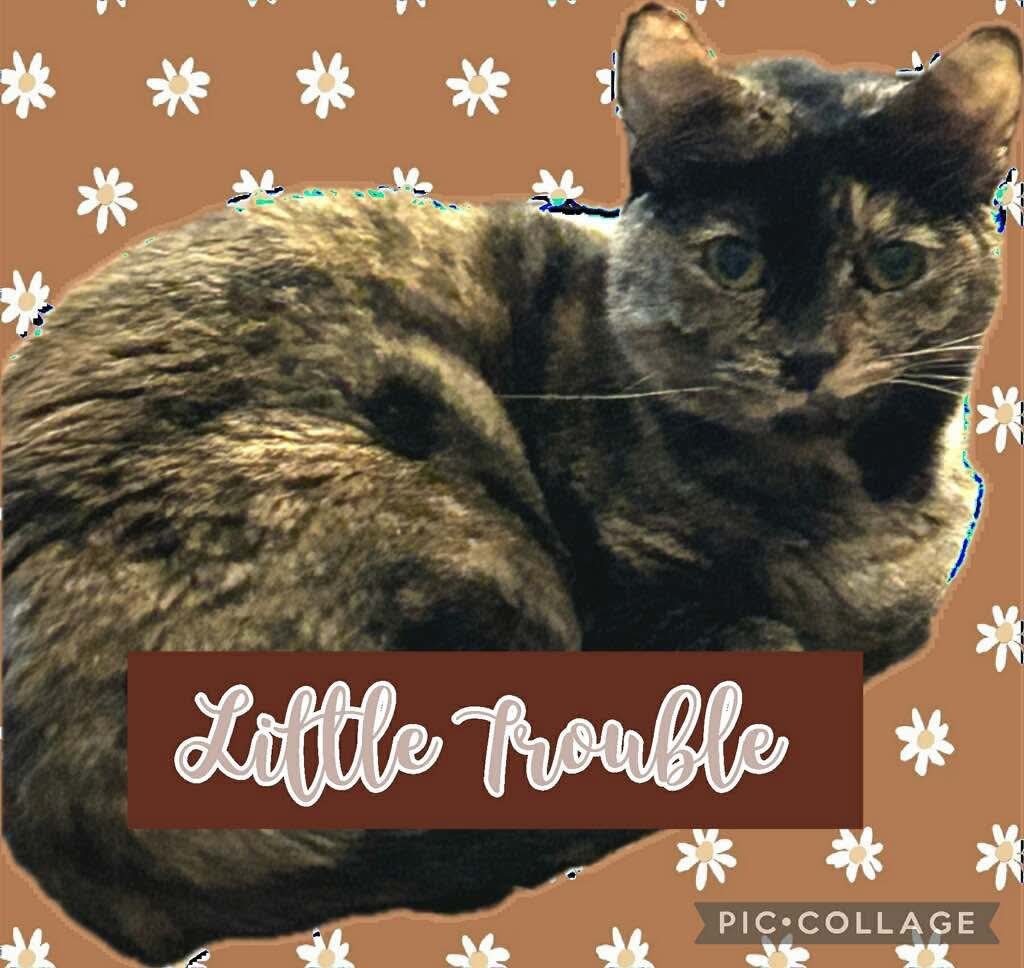 Little Trouble