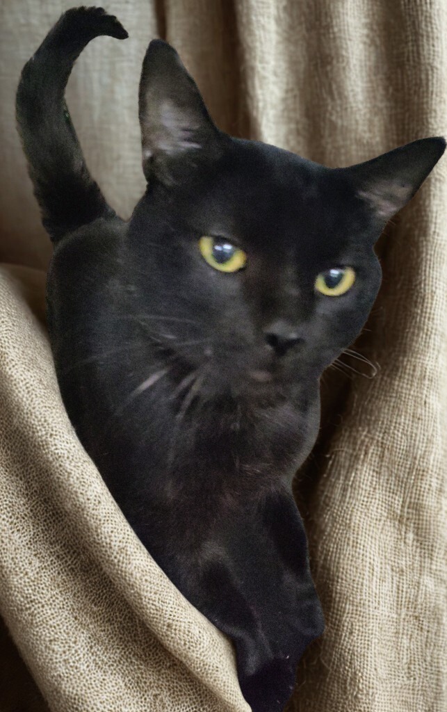 Cedric the Furtainer