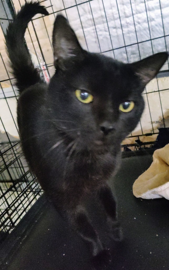 Cedric the Furtainer