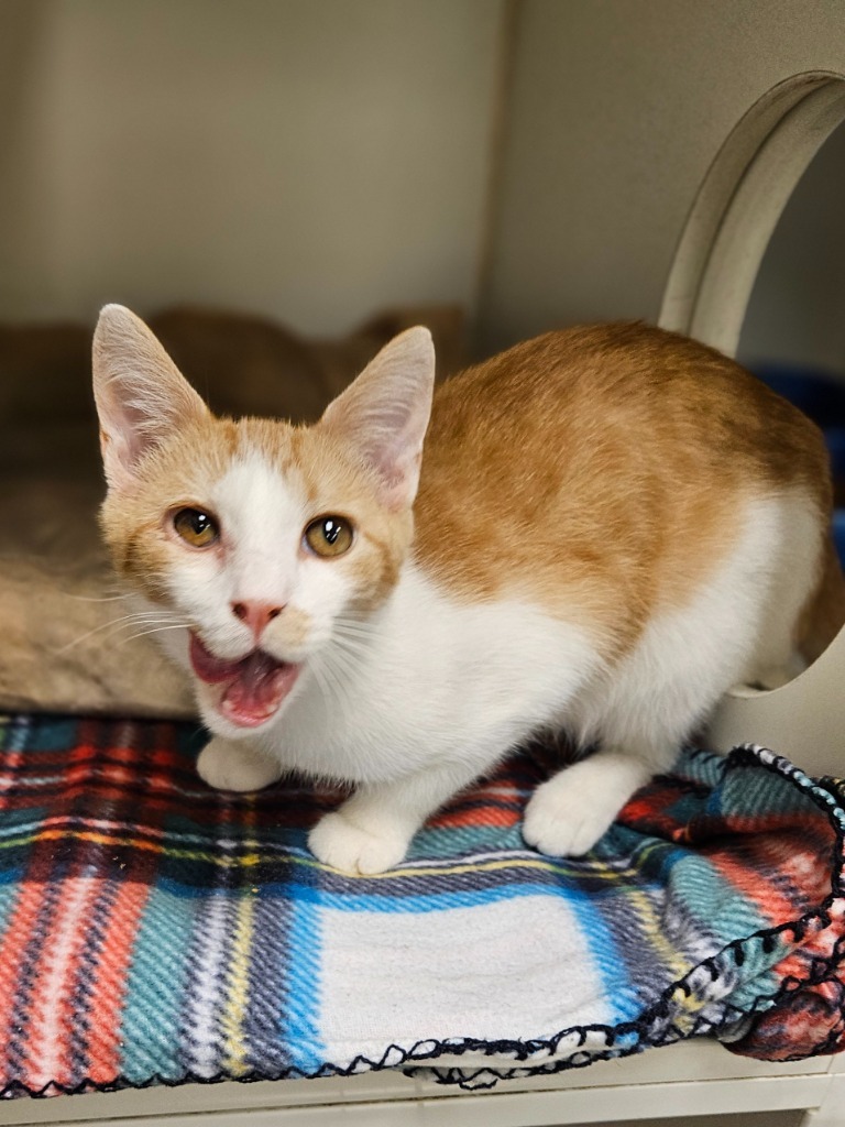 Cheeto (old state route 34)