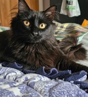 Wendigo "Wendy" aka Coraline, Adult Female unknown