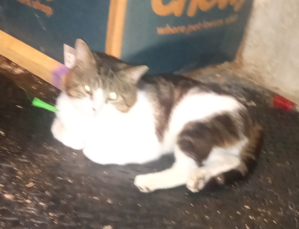 Albert