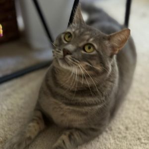 COURTESY REHOMING POST Thomasino is not a CACC cat We have not met him nor evaluated him and can