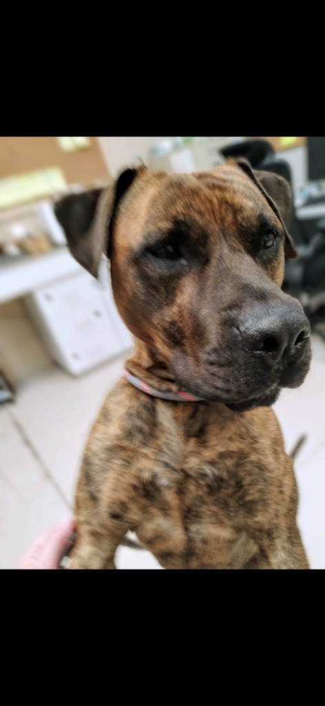 Loki