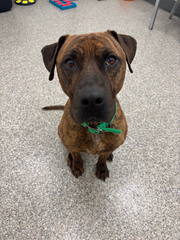 Loki