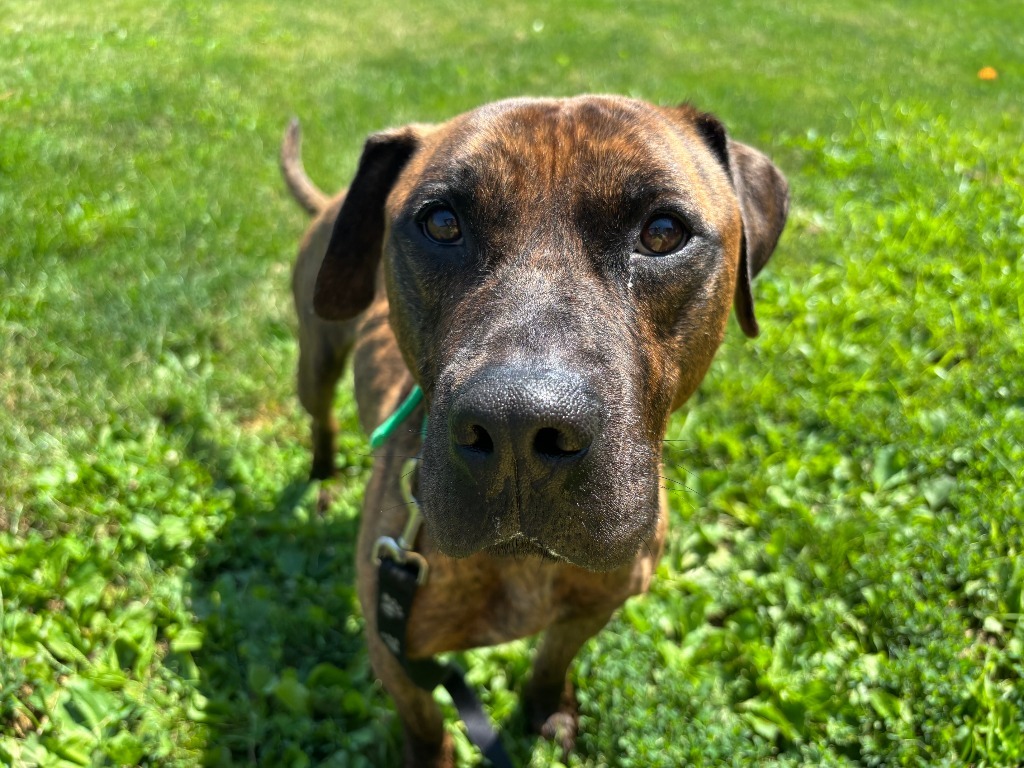 Loki