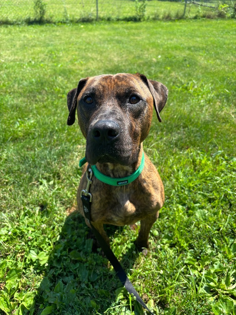 Loki