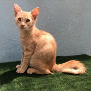 Milkshake, Baby Male unknown