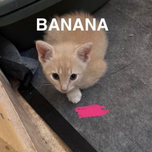 Banana, Baby Male unknown