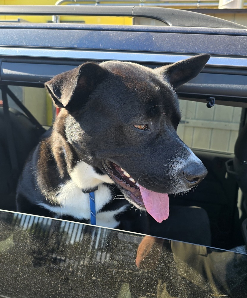 Nova