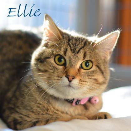 Ellie, an adoptable Domestic Short Hair in Gwinn, MI, 49841 | Photo Image 1