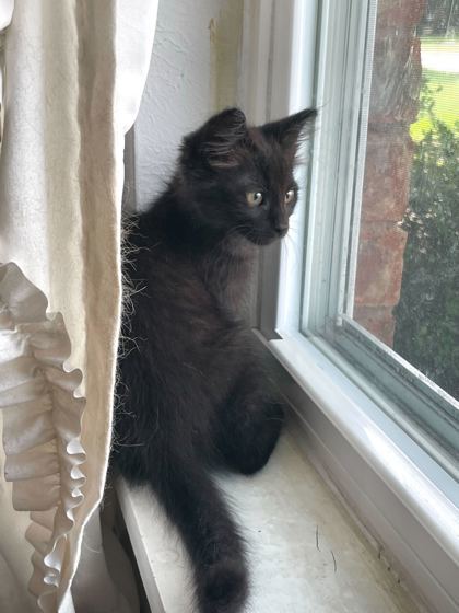 Reid (pre adopt)