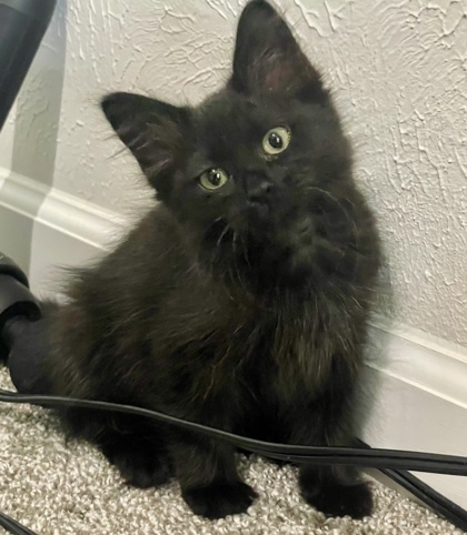 Tessa (pre adopt)