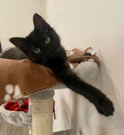 Tessa (pre adopt)