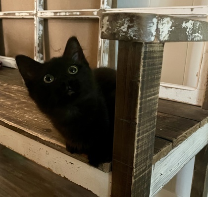 Tessa (pre adopt)