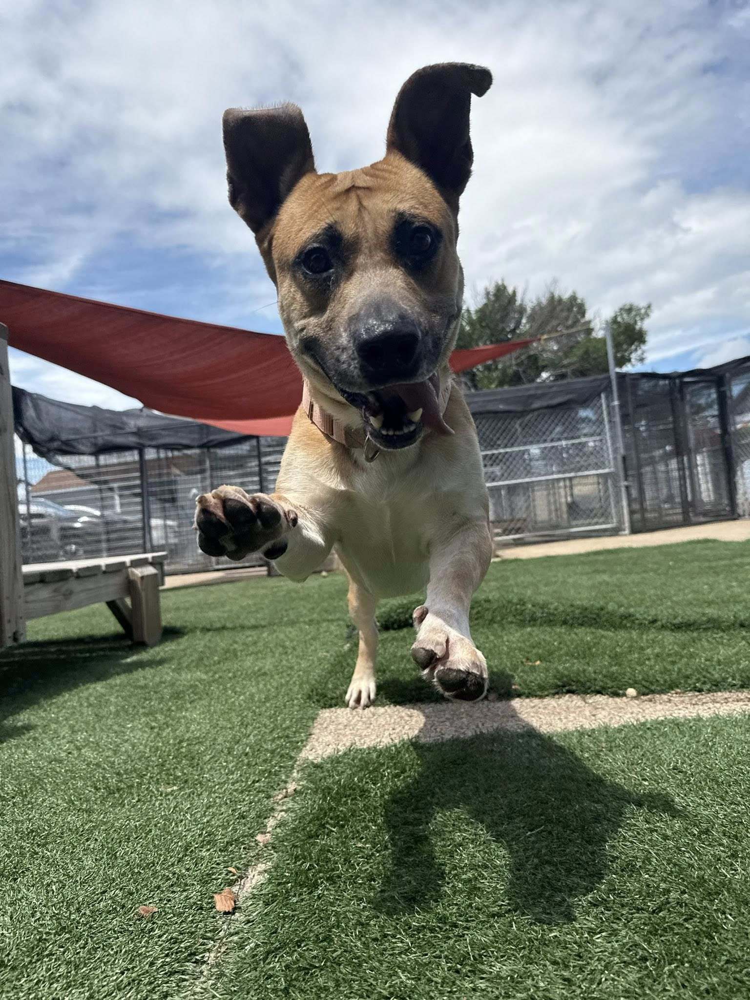 Apollo