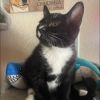oreo photo 1