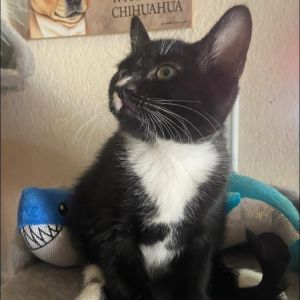 oreo, Baby Male unknown
